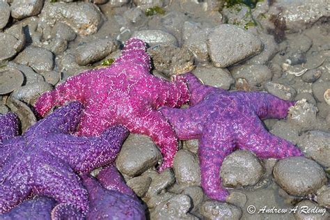 Purple Sea Stars Part I Laura Perdew