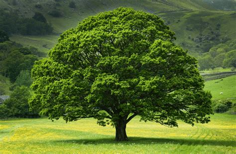Oak Tree Guide Uk Species And How To Identify