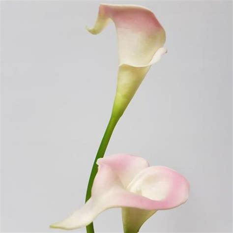 Artificial Calla Lily Pink 48cm Desflora