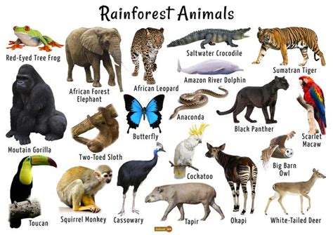 Tropical Rainforest Endangered Animals List