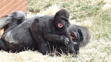 Baby Gorilla Playing Youtube