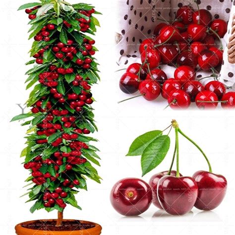 Since 1816, stark bro's has promised to provide customers with the very best fruit trees and plants. 20pcs bonsai Dwarf Cherry tree gaint Asilola Cherry fruit ...