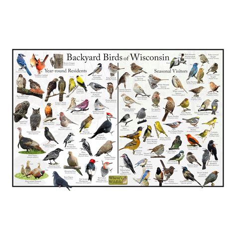 Backyard Birds Of Wisconsin Bird Identification Poster Divided Into