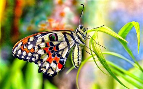Butterfly Wallpaper ·① Download Free Beautiful Full Hd Wallpapers For Desktop Mobile Laptop In