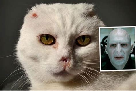 See more of playing 'i got your nose' with voldemort on facebook. Cat that lost ears and nose looks like Lord Voldemort and ...