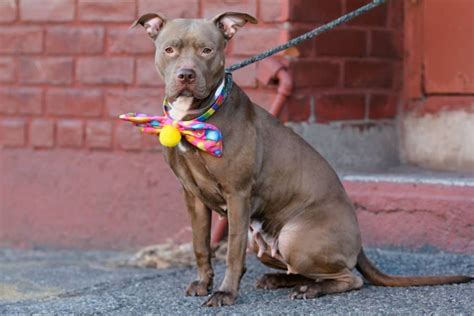 So many animals in tucson need a loving home. URGENT - Brooklyn Center HENNY - A0914774 (A0988081 ...