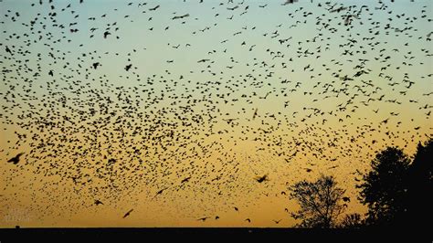 Flock Flock Of Birds Flying In The Sky During Sunset Bird Image Free Photo