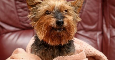 May 10, 2021 · according to akc rules, you can register a litter of puppies sired by a male dog that was no more than 12 years old at the time of mating. At 117 years young, Jack the Yorkshire terrier becomes ...