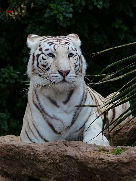 Gambar Harimau Putih Bergerak Azka Gambar