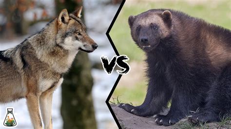 Wolverine Vs Wolf Who Will Win A Fight Youtube