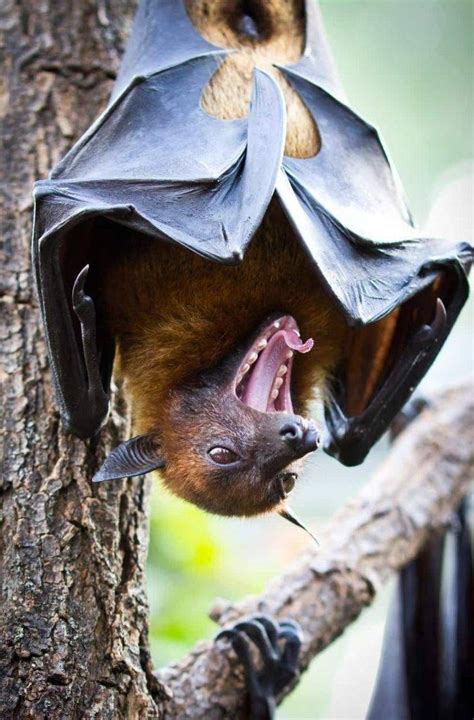 Dont Get Bit — The Giant Golden Crowned Flying Fox Acerodon