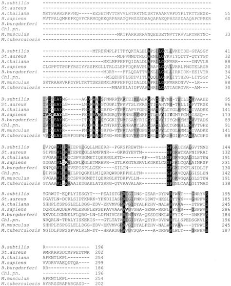 Multiple Alignment Of Bacterial And Eukaryotic Aag Proteins Bacterial