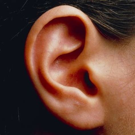 Which Types Of Ear You Have