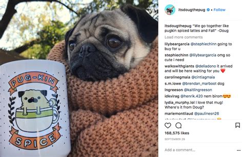 Check out these creative dog instagram captions to use for your next post. Are You Following The 10 Most Famous Dogs Of Instagram?