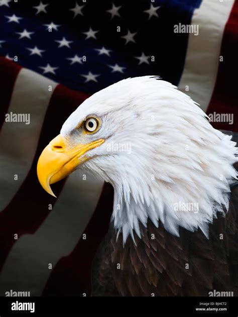 American Flags With Eagles Hi Res Stock Photography And Images Alamy