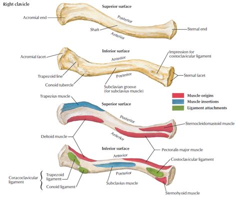 Top 100 Pictures Bony Structures Of The Shoulder And Upper Limb Updated