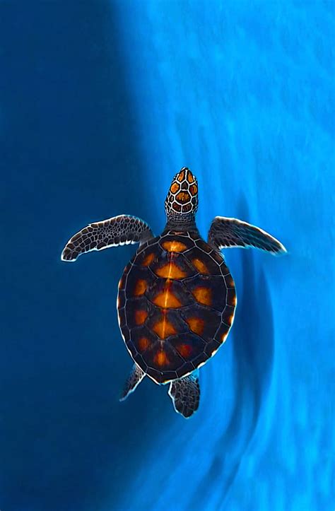 Turtle Endangered Colorful Conservation Green Sea Turtle Maldives