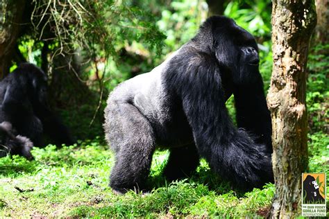 Mafunzo Hooting Up A Storm Dian Fossey Silverback Gorilla Gorilla