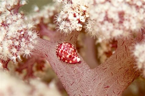 Beautiful Rare Purple Cauliflower Coral Off Nsw Coast May Be Extinct