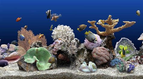 Видео обои природа Аквариум с кораллами и рыбами