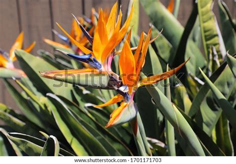 Pretty Purple Orange Flowers Stock Photo 1701171703 Shutterstock