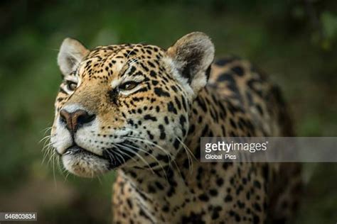 Amazon Rainforest Jaguar Photos And Premium High Res Pictures Getty