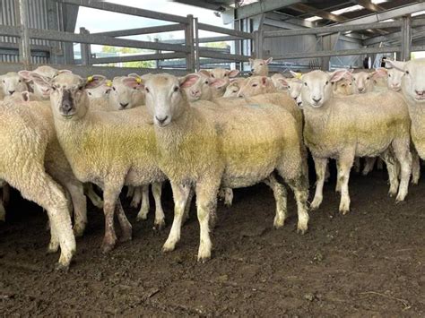 lot 751 315 mixed sex store lambs auctionsplus