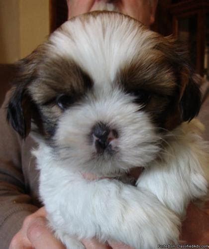 Shih Tzu Puppies For Sale Under 400 In Arkansas - All You Need Infos