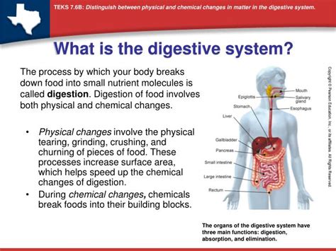 Ppt What Is The Digestive System Powerpoint Presentation Free
