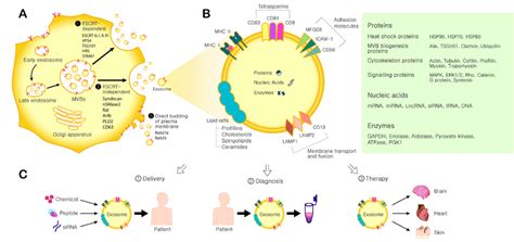 You can read more on what is biogenesis in the following article. Exosome biogenesis and its application. (A) Exosome biogenesis. Three... | Download Scientific ...