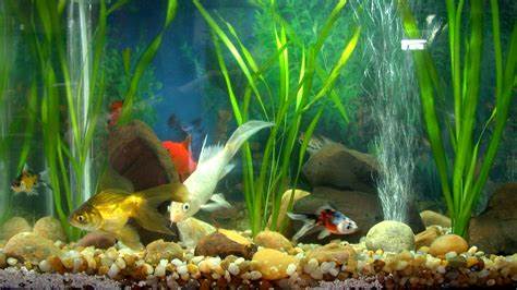 best freshwater aquarium plants Quotes