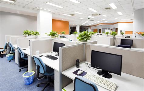 What Are The Best Office Plants With Pictures