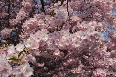 Cherry Blossoms 1 By Wuestenbrand On Deviantart
