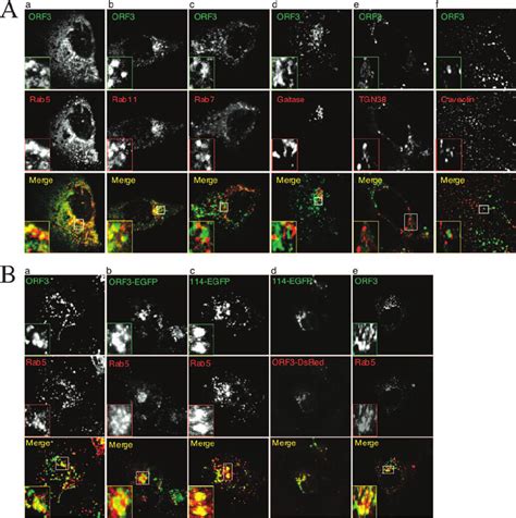 The Orf Proteins Localize To Early And Recycling Endosomes A Huh