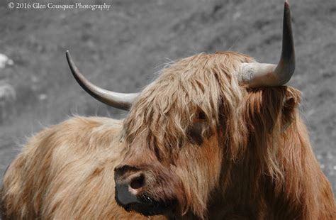 Scotland Cows Highland Cattle Interesting Facts And Photographs All