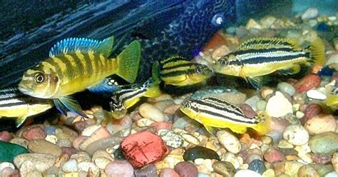 Ukuran akuarium harus sesuai dengan ukuran ikan hias yang ingin anda pertahankan. Ikan Niasa (Pseudtropheus Auratus) | Akuarium Ikan Hias