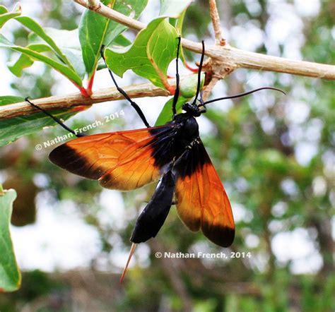 Maybe you would like to learn more about one of these? Wasp: Orange Wasp With Black Wings