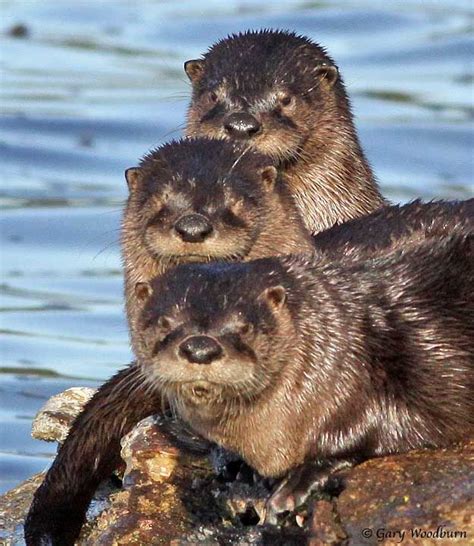 The Daily Otter Otter Pup Otter Love River Otter Nature Animals