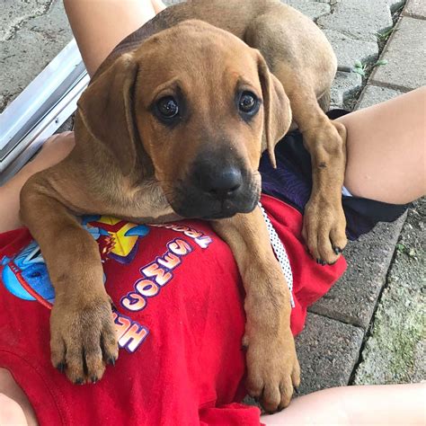Ted Large Male Rhodesian Ridgeback Mix Dog In Qld Petrescue