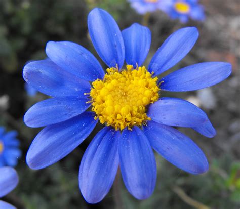 Free Images Flower Daisy Blue Marguerite