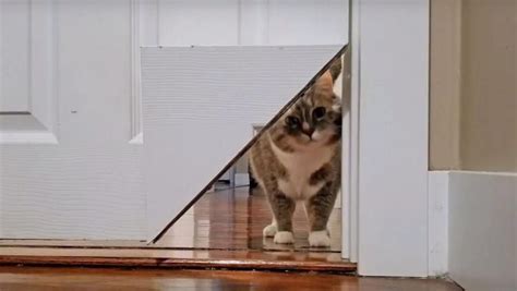Kittykorner Turns Corner Of Door Into A Cat Pass Door Diy Projects Dog