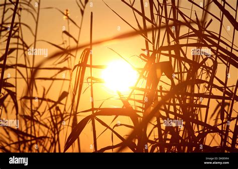 View On Sunset Through Reed Stock Photo Alamy