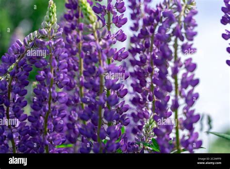 Purple Lupine Flowers Close Up Eco Background Blue Stock Photo Alamy