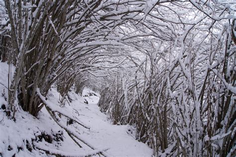 Free Images Tree Nature Forest Path Branch Cold White Frost