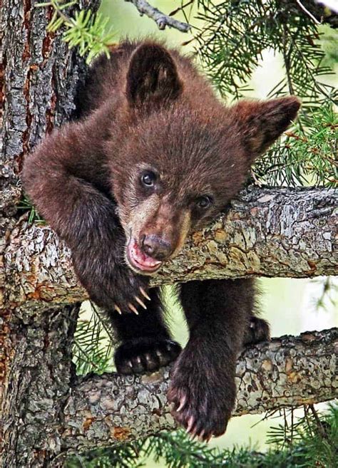 Black Bear Cub In Tree Focusing On Wildlife