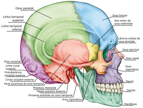 Anatomia Dos Ossos Do Cranio
