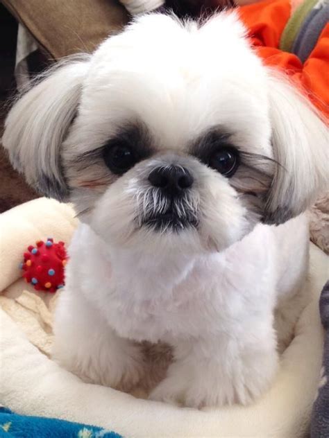 25 Best Shih Tzu Hairstyles Images On Pinterest Fluffy Pets