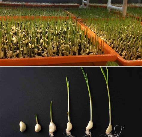 Growing Garlic Hydroponically, Nutrients for Garlic Plants | Gardening Tips