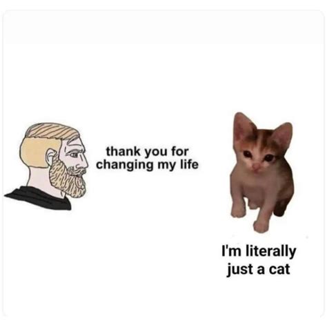 10 Purrfect Cat Memes