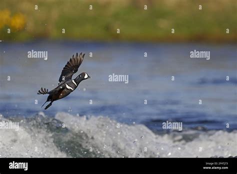 Duck Flying Over Water High Resolution Stock Photography And Images Alamy